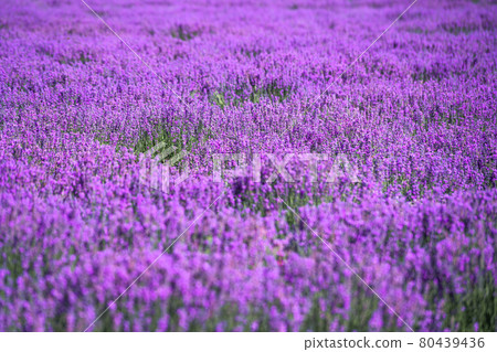Lavender manor on a sunny day. 80439436