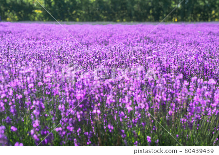 Lavender manor on a sunny day. Lavender manor on a sunny day. 80439439