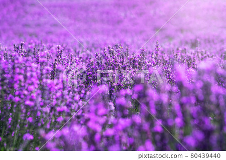 Lavender manor on a sunny day. 80439440