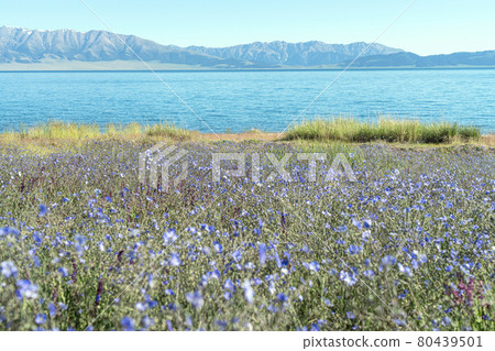 Lake and flowers with a sunny day. Shot in Sayram Lake in Xinjiang, China. 80439501