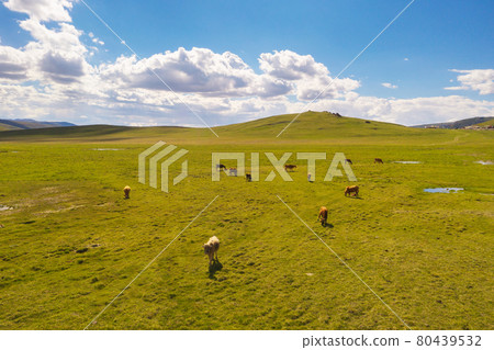 Grassland and bulls with blue sky and white clouds. Photo in Bayinbuluke Grassland in Xinjiang, China. Grassland and bulls with blue sky and white clouds. Photo in Bayinbuluke Grassland in Xinjiang, China. 80439532