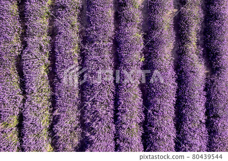 Lavender manor on a sunny day. 80439544