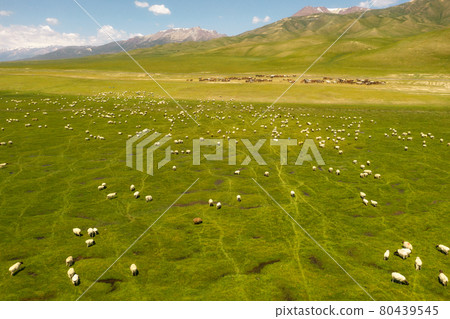 Sheep on the prairie with blue sky. 80439545