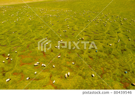 Sheep on the prairie with blue sky. Sheep on the prairie with blue sky. 80439546