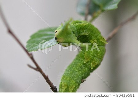 日本天皇幼蟲正在吃 celtis sinensis 的葉子 80439591