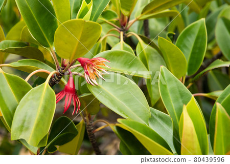 Gorgeous mangrove red flower closeup at natural environment. Iriomote Island. 80439596