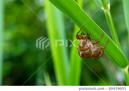 Scraps of a cicada 80439603