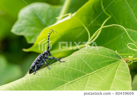Gomadarakamikiri Gomadarakamikiri 80439609