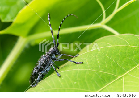 Gomadarakamikiri Gomadarakamikiri 80439610