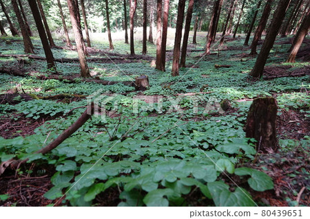 Mt. Buko Hiking, Chichibu City, Saitama Prefecture A plant community (Maizurusou) on the mountain trail from Shirazikubo to Mochiyamaji Ruins Course 80439651