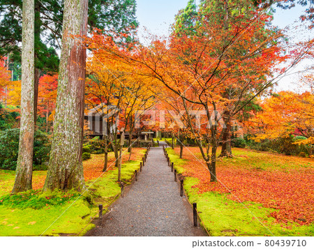 秋天的京都三善院西鄉天堂和流星苑 80439710