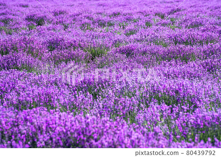 Lavender manor on a sunny day. 80439792