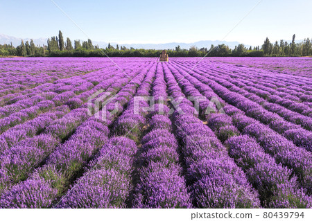 Lavender manor on a sunny day. Lavender manor on a sunny day. 80439794