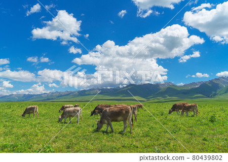 Grassland and bulls under the blue sky. Grassland and bulls under the blue sky. 80439802