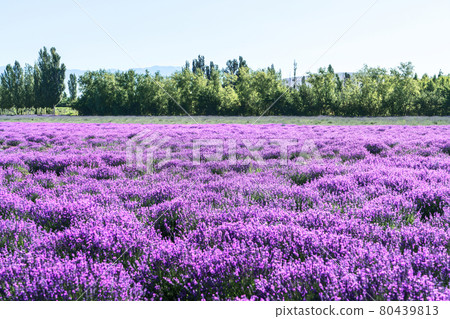 Lavender manor on a sunny day. 80439813