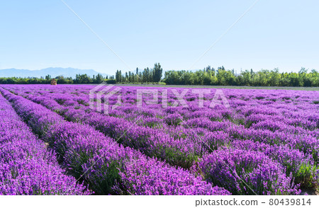 Lavender manor on a sunny day. 80439814