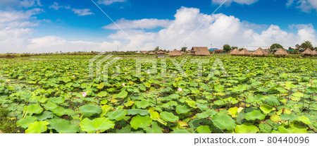 Lotus farm in Cambodia 80440096