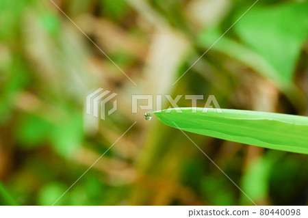 Alpine plants with drops on leaves after rain 80440098