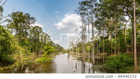 Swamp in Angkor Wat 80440153