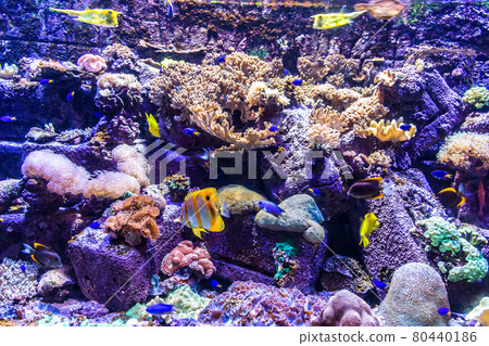 Aquarium in Hotel Atlantis in Duba 80440186