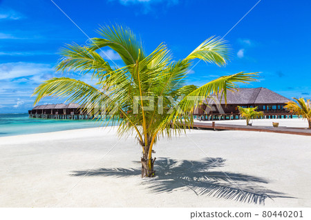 Palm tree in the Maldives Palm tree in the Maldives 80440201