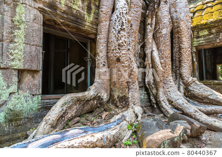Ta Prohm temple in Angkor Wat Ta Prohm temple in Angkor Wat 80440367