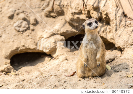 Cute close up surikat Cute close up surikat 80440572