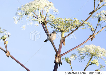 黑喉鴝 黑喉鴝 80440836