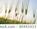 Ripe rice 80441013