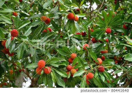 竹林的果實 竹林的果實 80441640