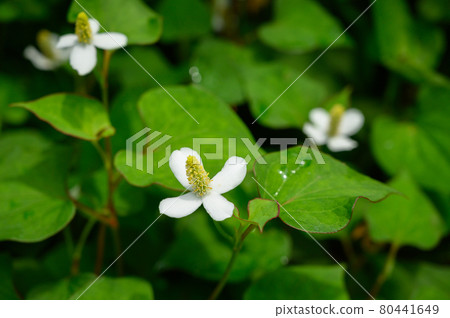 北達見花 北達見花 80441649