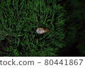 Hatching 80441867