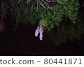 Hatching 80441871
