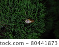 Hatching 80441873