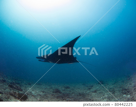 黑蝠鱝（Reef Manta Ray）在珊瑚礁中游泳（努米亞，新喀裡多尼亞） 80442225
