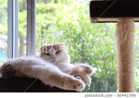Cats relaxing at the cat tower 80442390