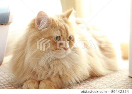 凝視一點的成人 Ragamuffin 貓 80442834