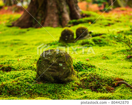 秋天京都Sanzenin Warabe Jizo 80442870