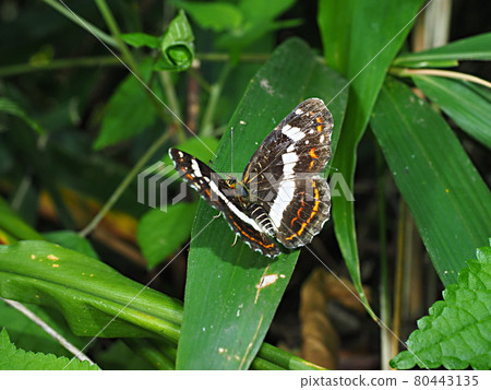 Ecological photograph, Sakahachicho 80443135