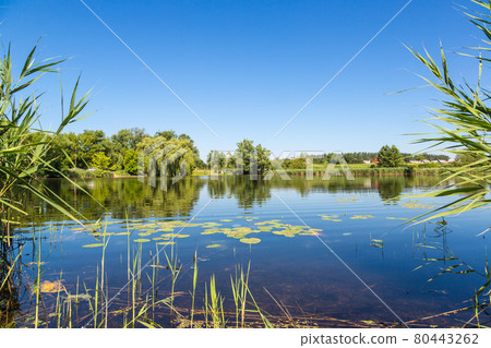Calm pond and water plants Calm pond and water plants 80443262