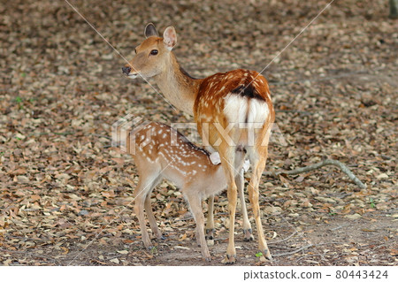 小鹿喝母鹿奶/奈良公園，飛比野 80443424