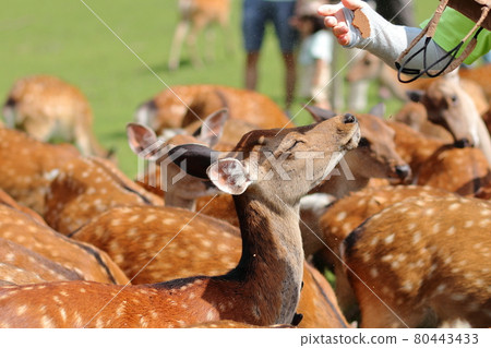 Deer bathing in the remaining deer rice crackers / Tobihino Deer bathing in the remaining deer rice crackers / Tobihino 80443433