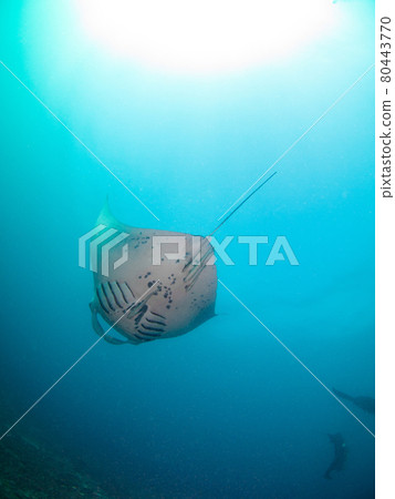 在空中游泳並捕食浮游生物的礁蝠鱝(努米亞,新喀裡多尼亞) 在空中游泳並捕食浮游生物的礁蝠鱝(努米亞,新喀裡多尼亞) 80443770