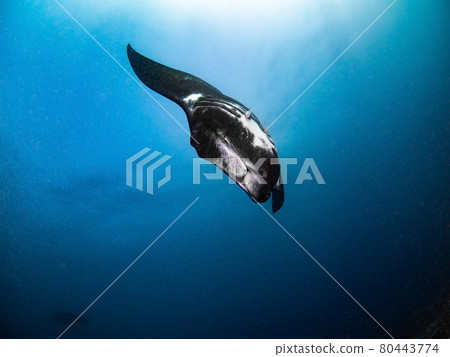 Black Manta (Reef Manta Ray) (Numea, New Caledonia) that swims in the air and preys on plankton Black Manta (Reef Manta Ray) (Numea, New Caledonia) that swims in the air and preys on plankton 80443774
