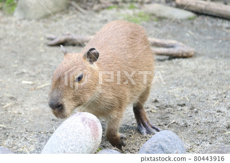 Capybara's baby Capybara's baby 80443916