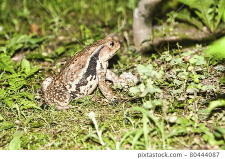 Toad inhabiting the garden 80444087