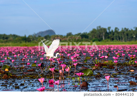 Eastern Cattle Egret in wetlands Thale Noi Non-Hunting Area, the largest water birds park of Thailand. 80444110