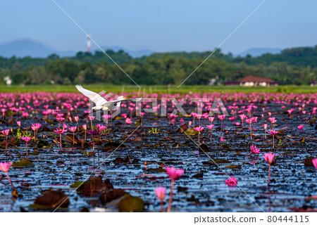 Eastern Cattle Egret in wetlands Thale Noi Non-Hunting Area, the largest water birds park of Thailand. Eastern Cattle Egret in wetlands Thale Noi Non-Hunting Area, the largest water birds park of Thailand. 80444115