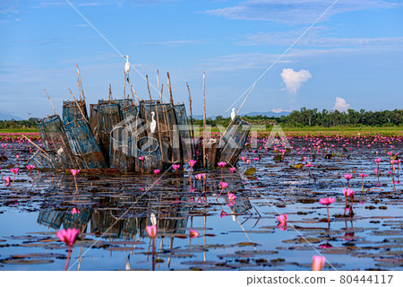 Eastern Cattle Egret in wetlands Thale Noi Non-Hunting Area, the largest water birds park of Thailand. Eastern Cattle Egret in wetlands Thale Noi Non-Hunting Area, the largest water birds park of Thailand. 80444117