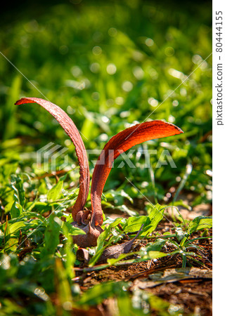 Dipterocarpus alatus Roxb (Yang, Gurjan, Garjan) seed fall down on the grasses. Dipterocarpus alatus Roxb (Yang, Gurjan, Garjan) seed fall down on the grasses. 80444155
